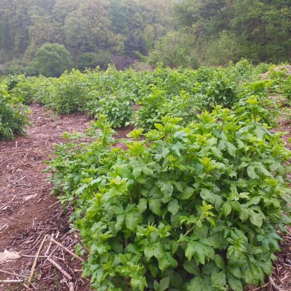 오가피순 2kg (생산시기 5월 초)